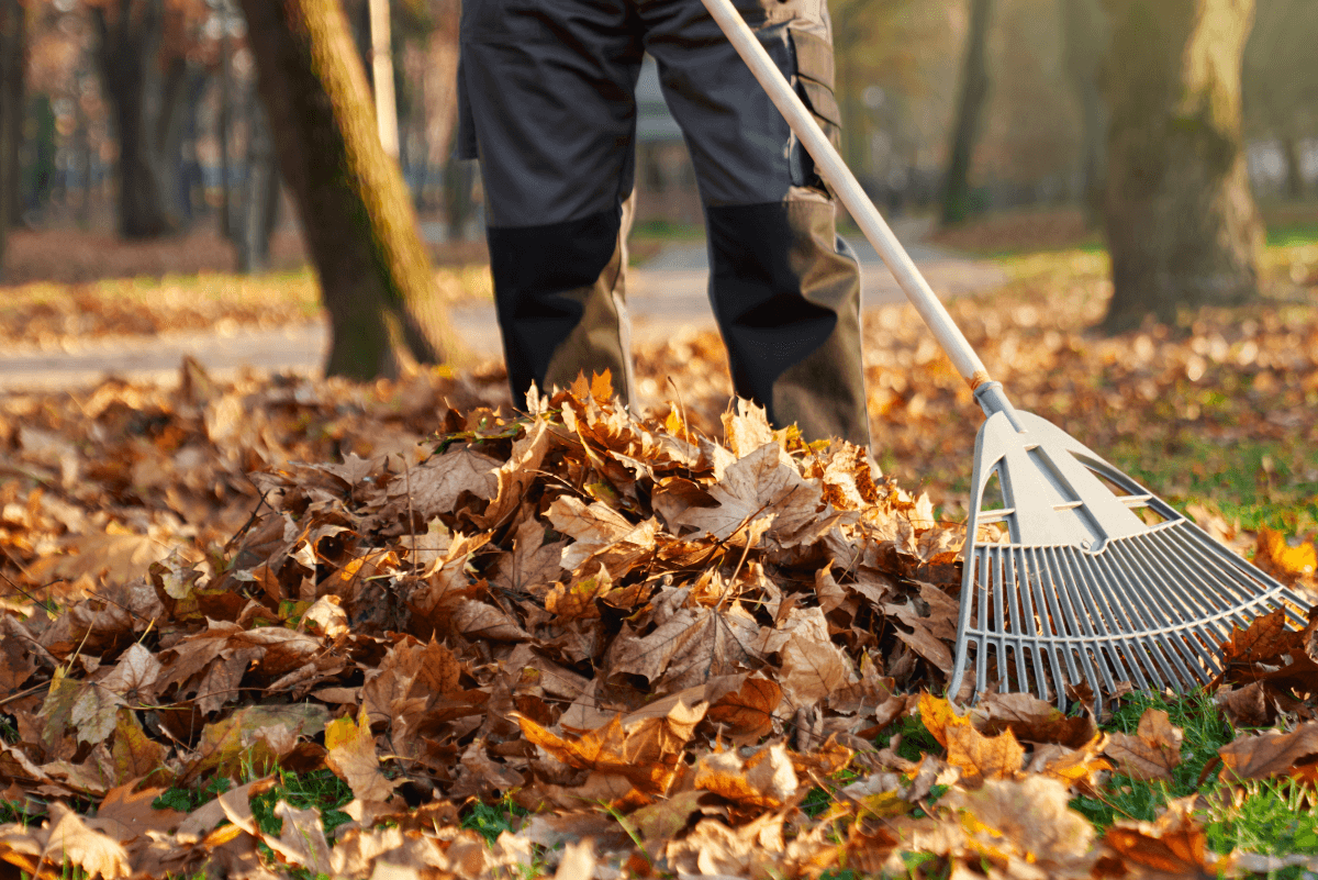 Leaf Removal in Cumming project 2