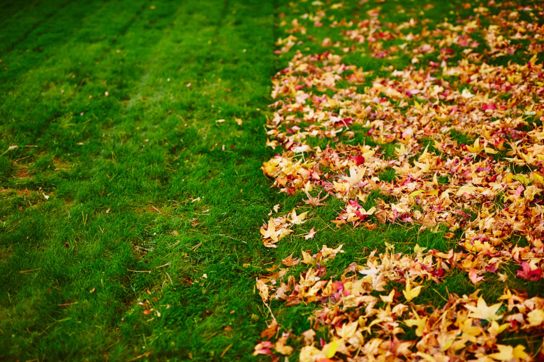 Leaf Removal in Cumming project 5
